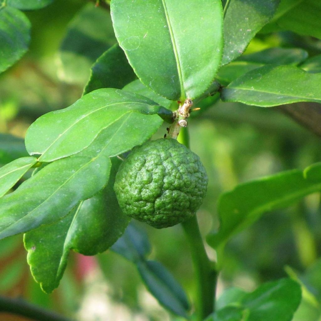 Kaffirlime - Citrus hystrix