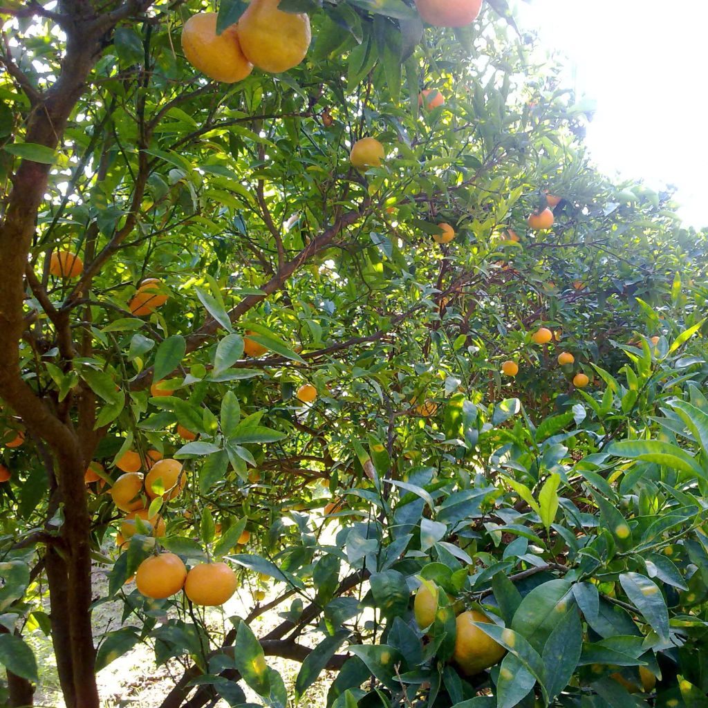 Satsuma mandarijn