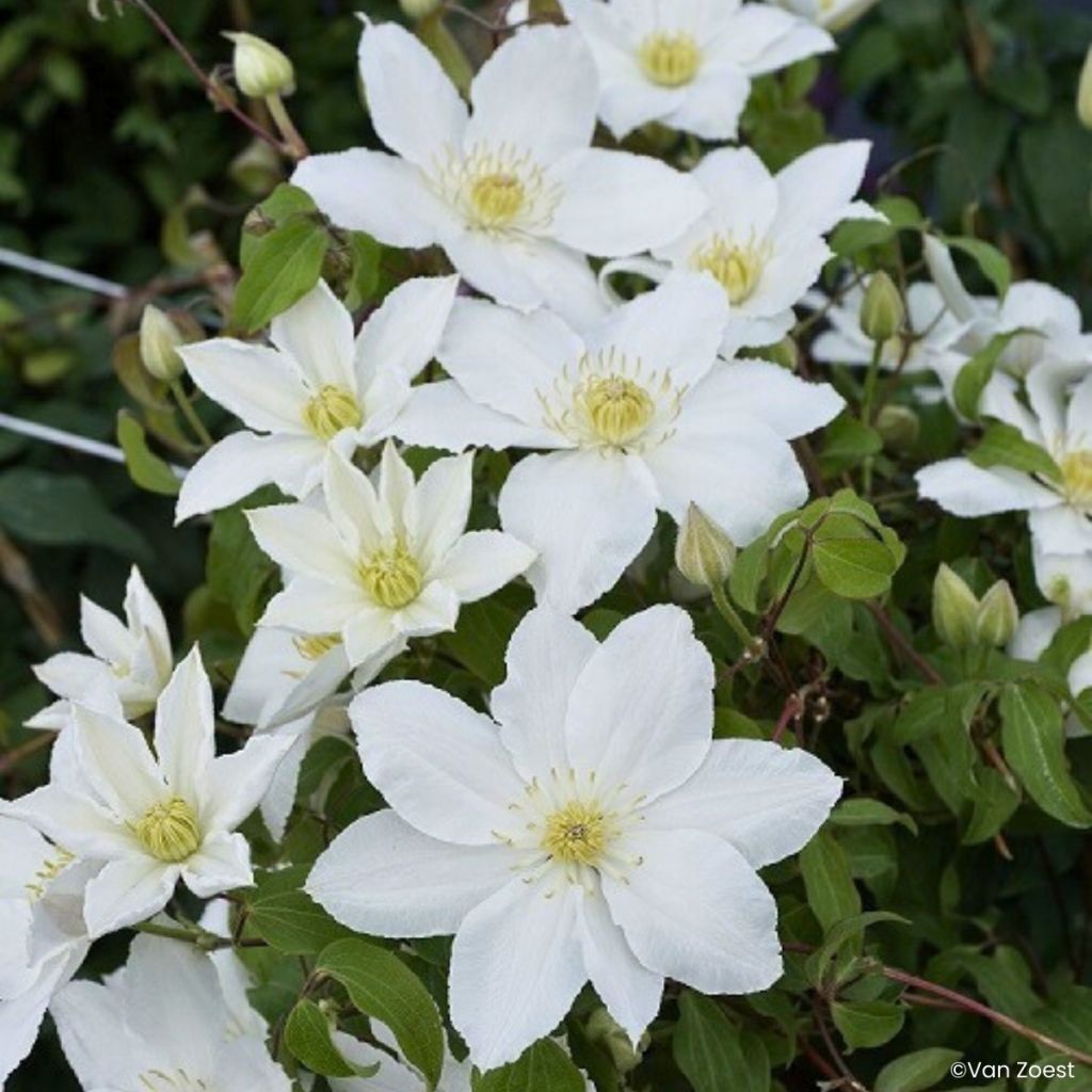 Clematis Madame Blanc - Bosrank