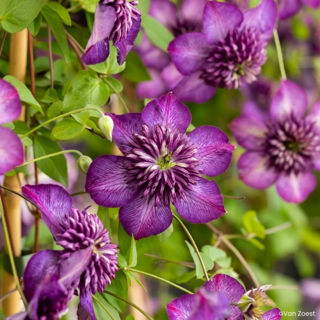 Clematis viticella Welcome Home - Italiaanse clematis