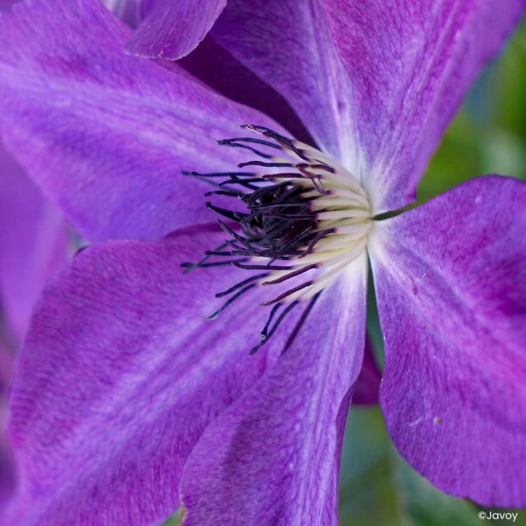 Clematis Mont St Michel - Grootbloemige clematis