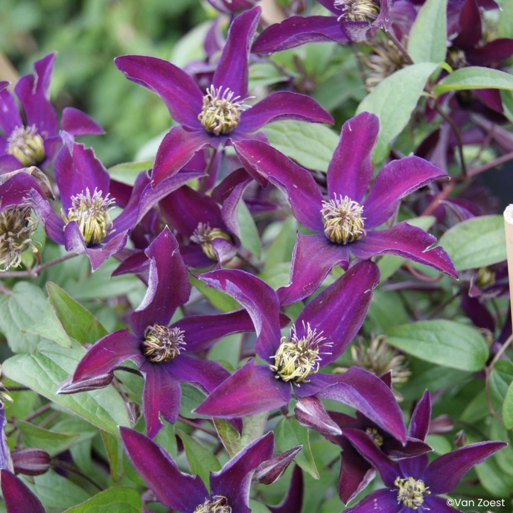 Clematis viticella Noora - Italiaanse clematis