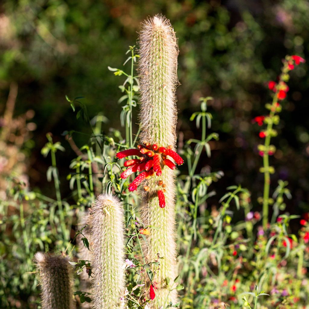 Cleistocactus strausii - Zilveren fakkel