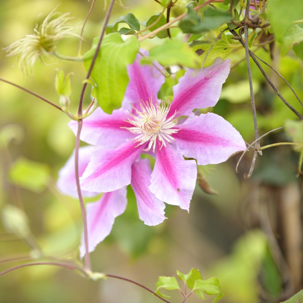 Clematis patens Docteur Ruppel - Bosrank
