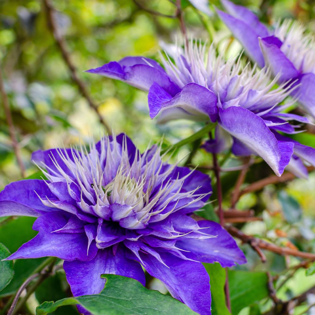 Clematis patens Multi Blue - Bosrank