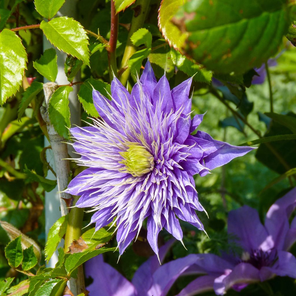 Clematis patens Multi Blue - Bosrank
