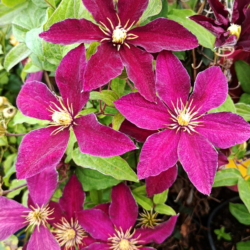 Clematis Niobe - Grootbloemige clematis