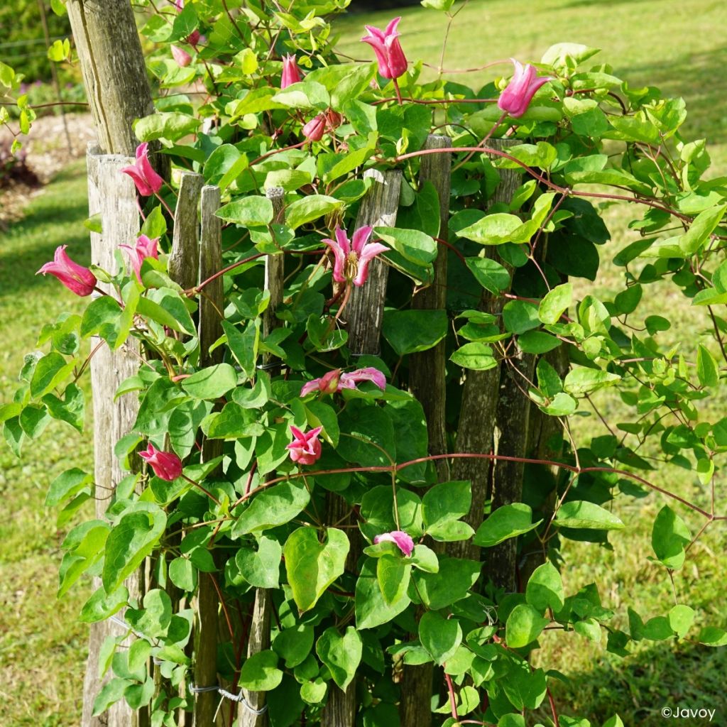Clématite - Clematis texensis Notre-Dame de Paris