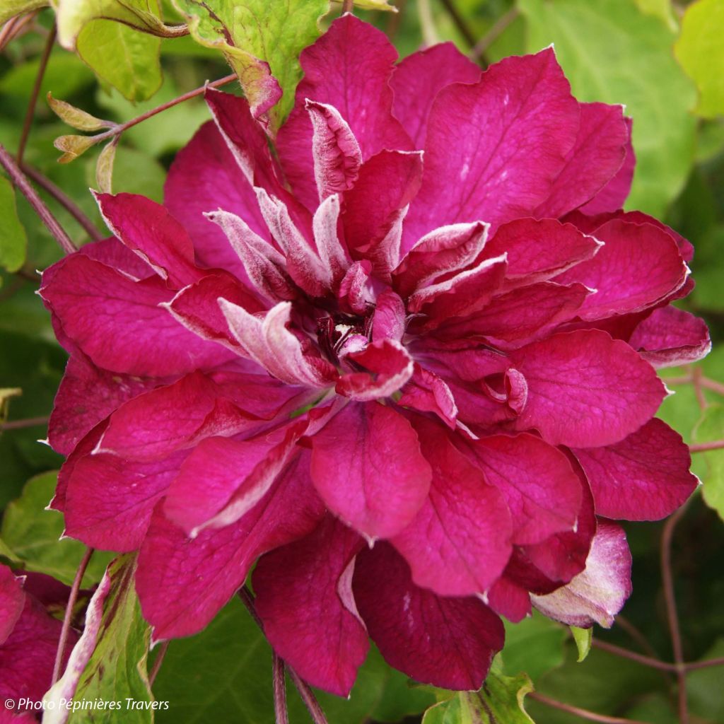 Clematis Red Passion - Grootbloemige bosrank