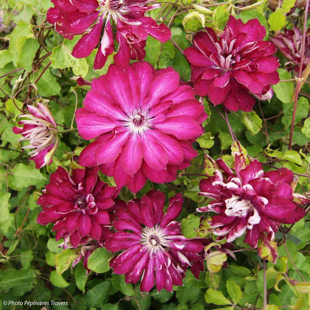 Clematis Red Passion - Grootbloemige bosrank