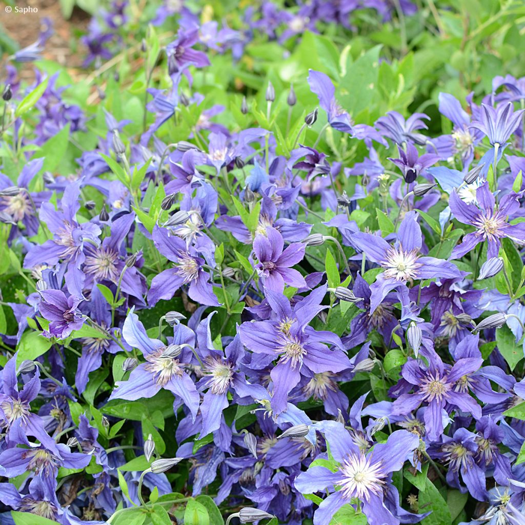 Clematis diversifolia Saphyra Indigo - Kleinbloemige clematis