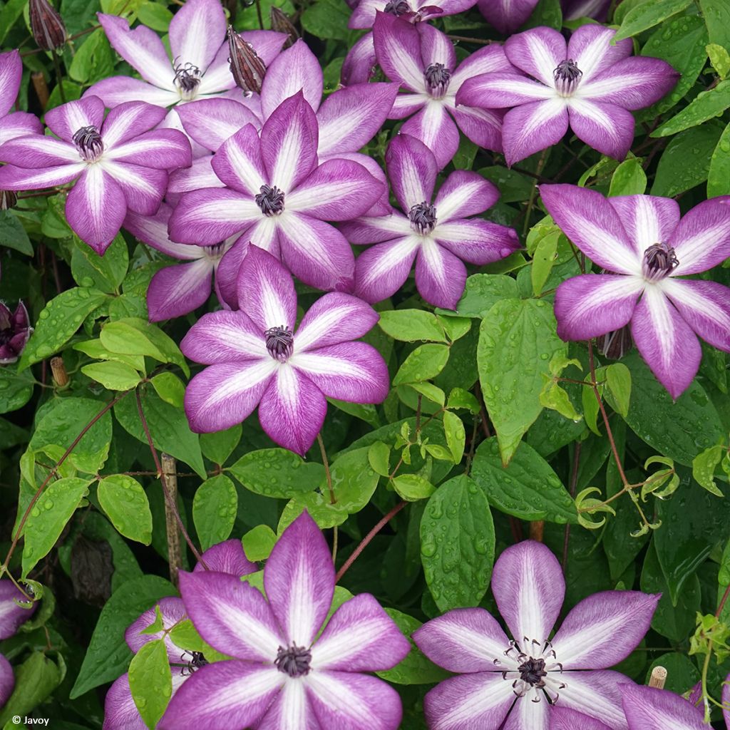 Clematis Lavallée n°1 - Bosrank