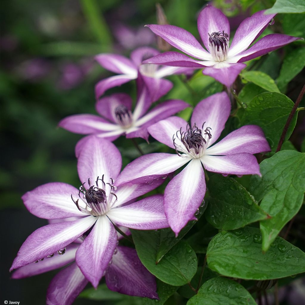 Clematis Lavallée n°1 - Bosrank