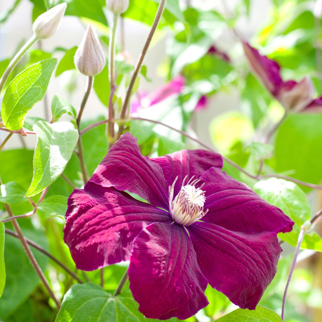 Clematis Rouge Cardinal - Bosrank