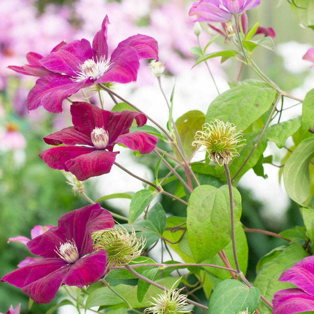 Clematis Rouge Cardinal - Bosrank