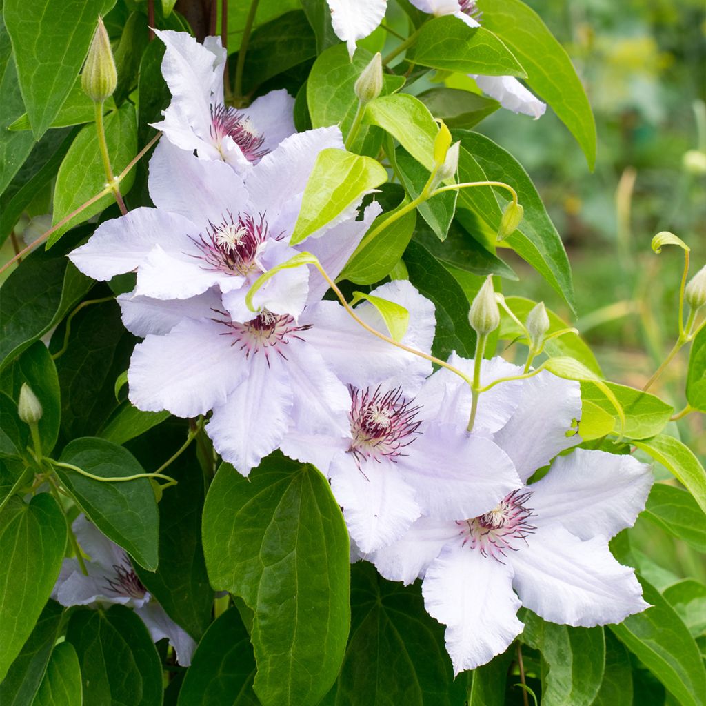 Clematis patens Snow Queen - Bosrank