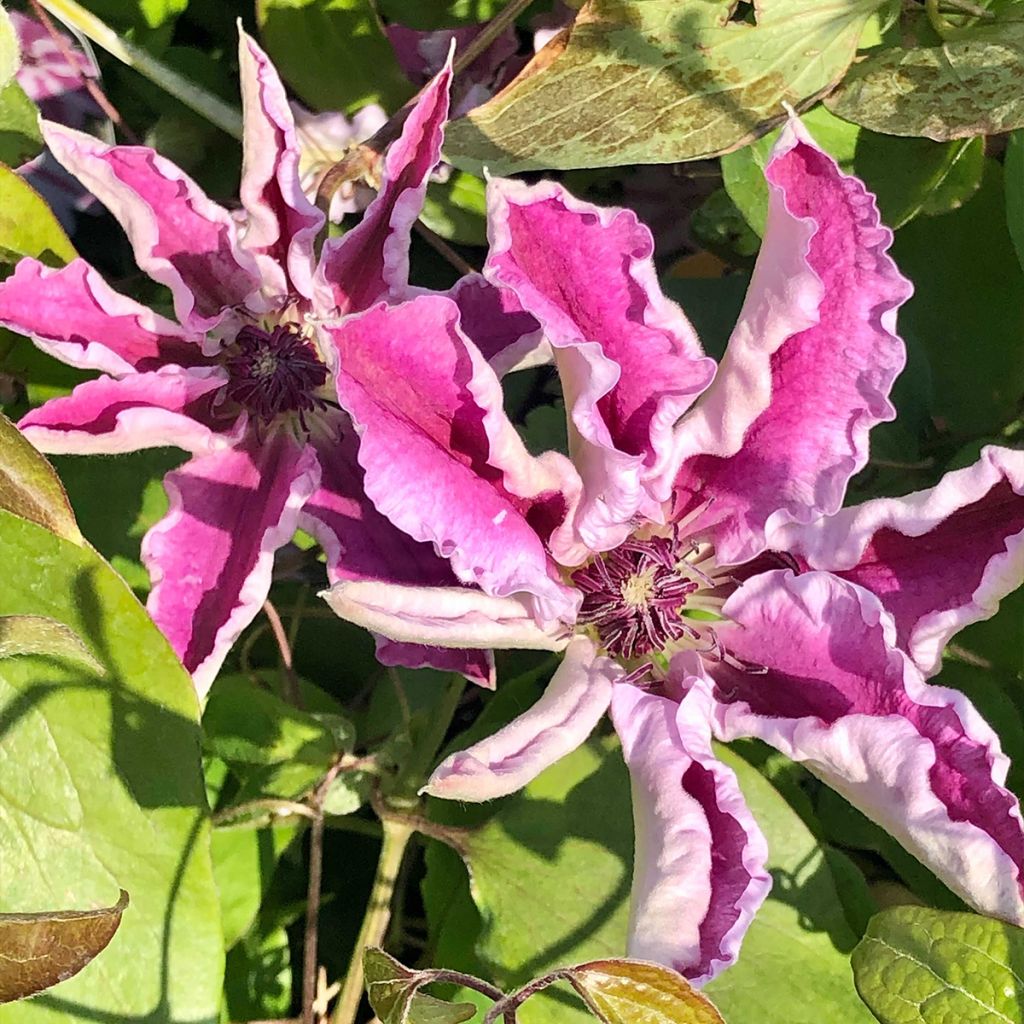 Clematis patens Souvenir du Capitaine Thuilleaux - Bosrank