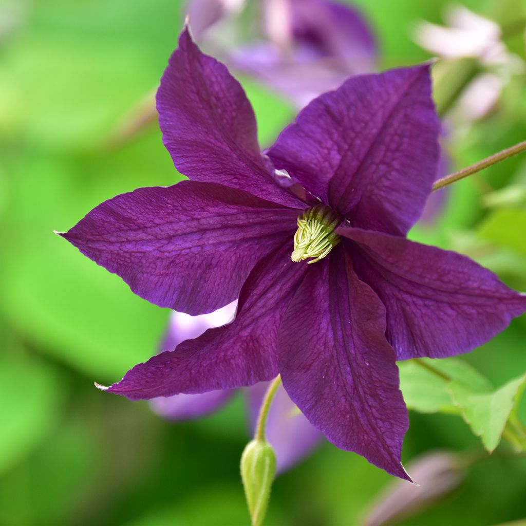 Clematis viticella Aotearoa - Italiaanse clematis