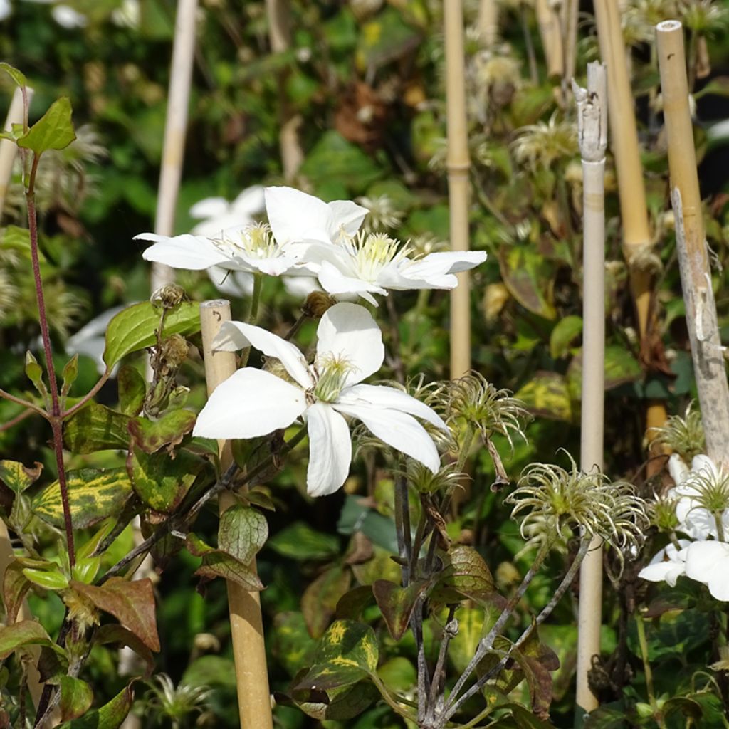 Clematis integrifolia Baby Star - Struikclematis