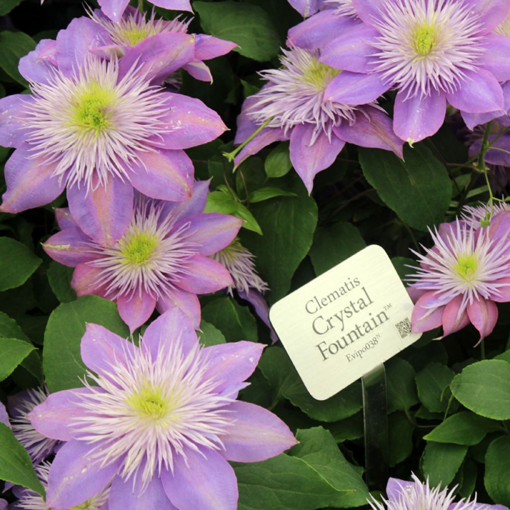 Clematis patens Crystal Fountain - Bosrank