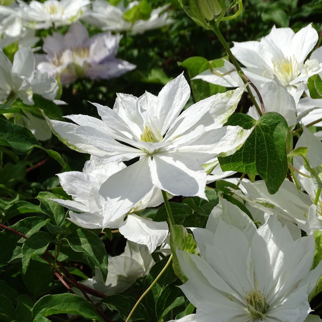 Clematis patens Dancing Dorien Zodado - Bosrank