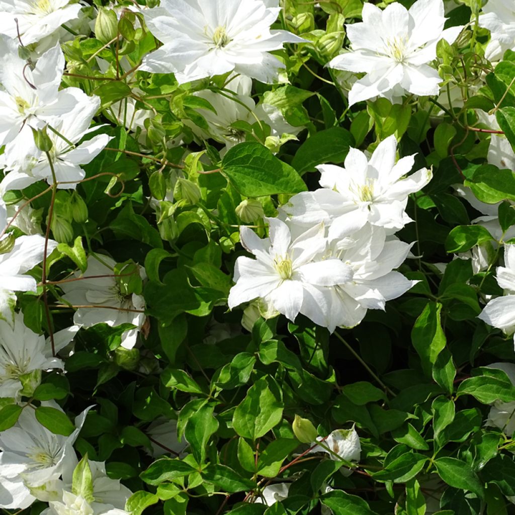 Clematis patens Dancing Dorien Zodado - Bosrank