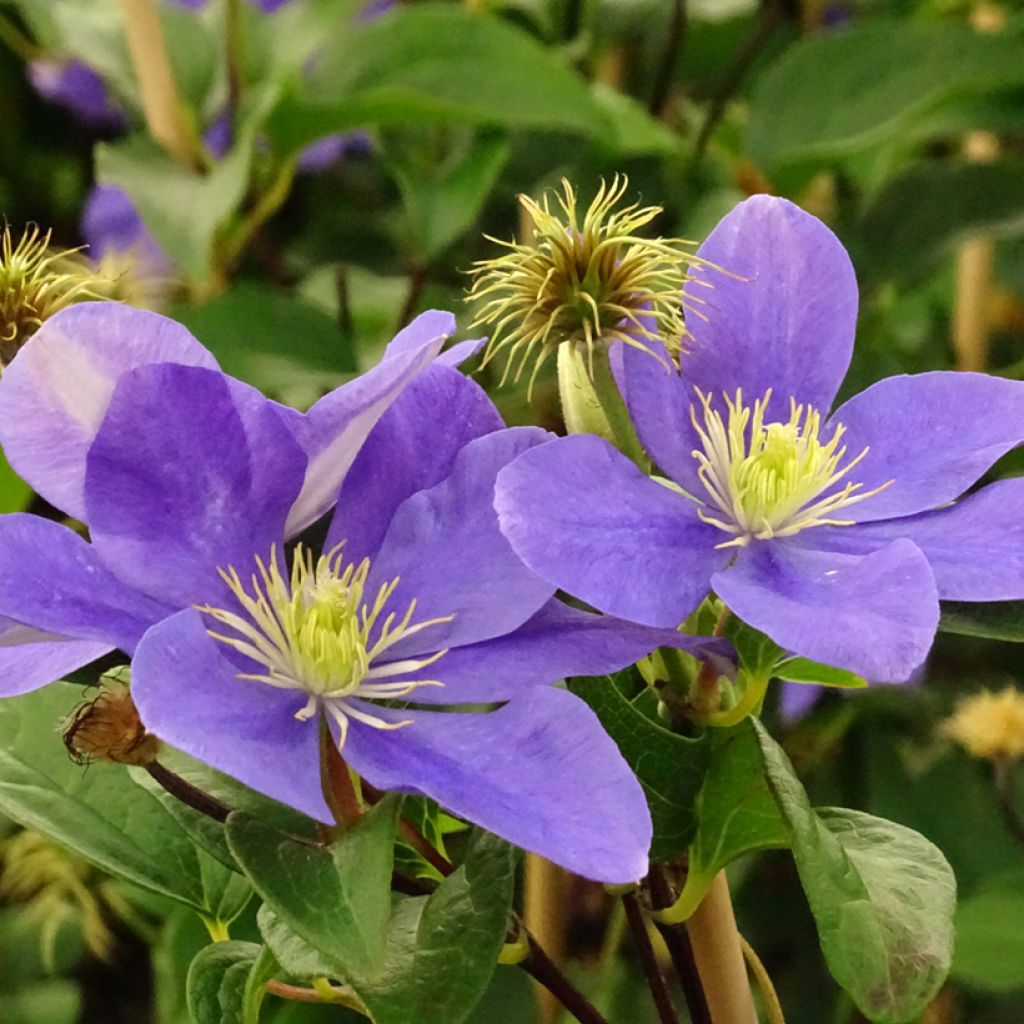 Clematis patens Fuji Musume - Bosrank