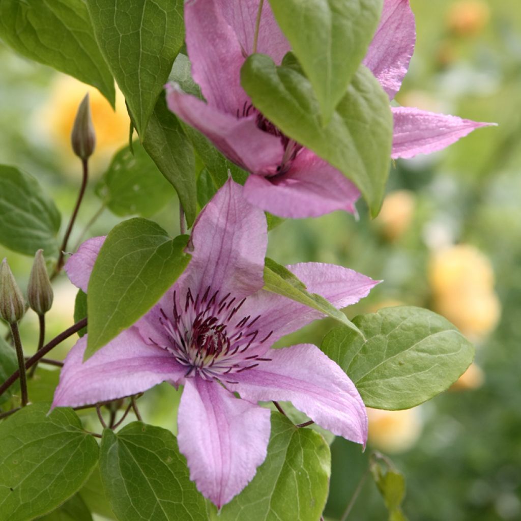 Clematis patens Hagley  - Bosrank