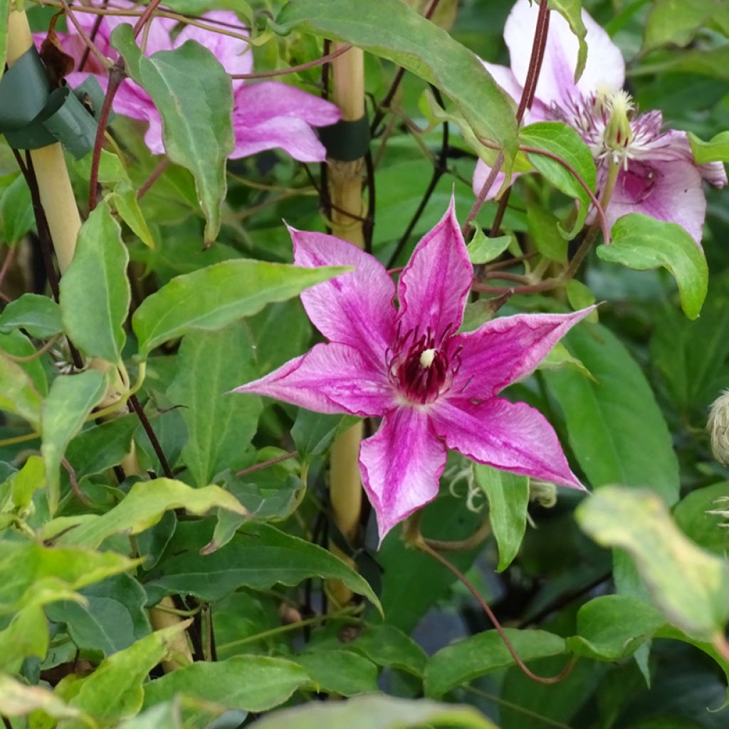 Clematis patens Isabella Zo12220 - Bosrank