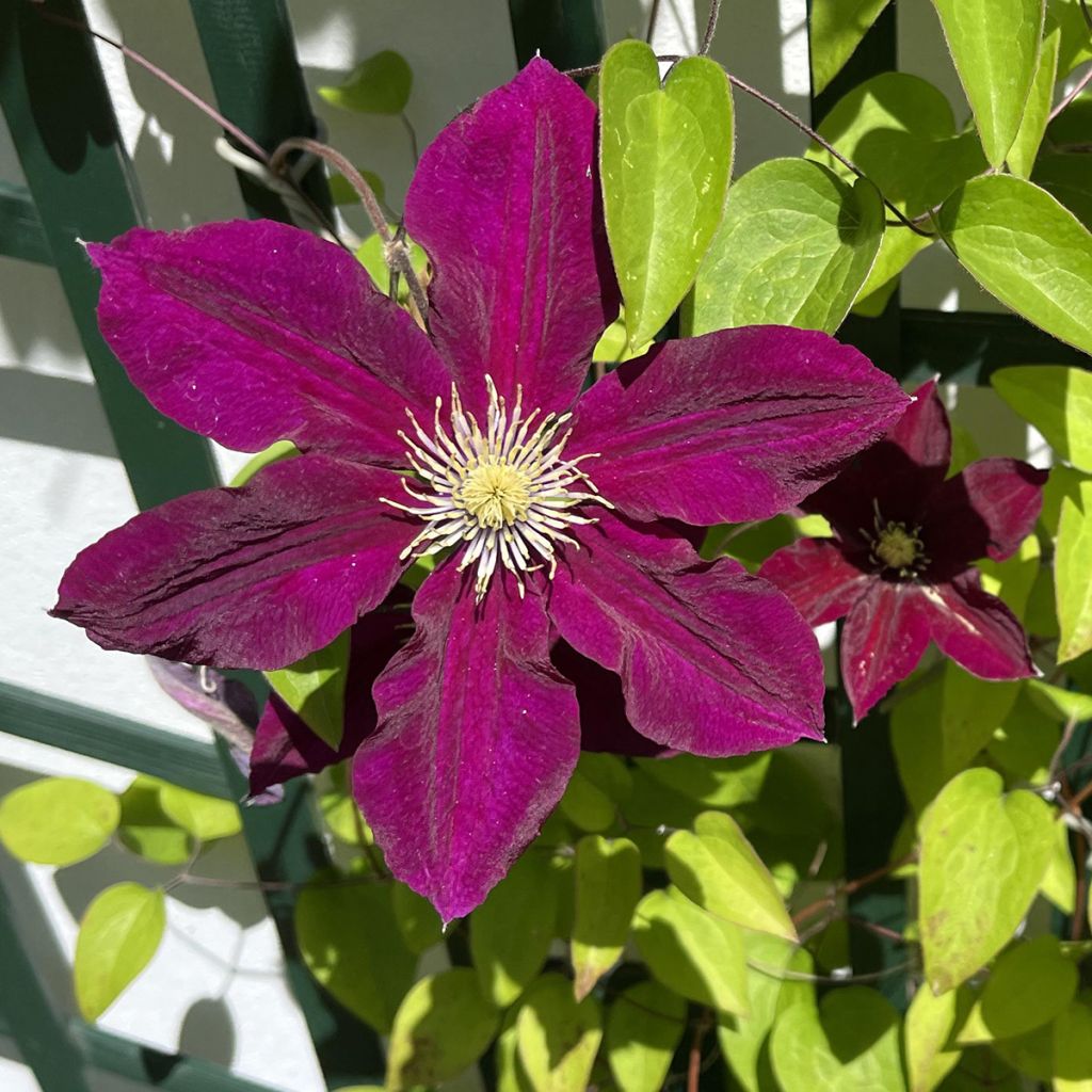 Clematis Niobe - Grootbloemige clematis