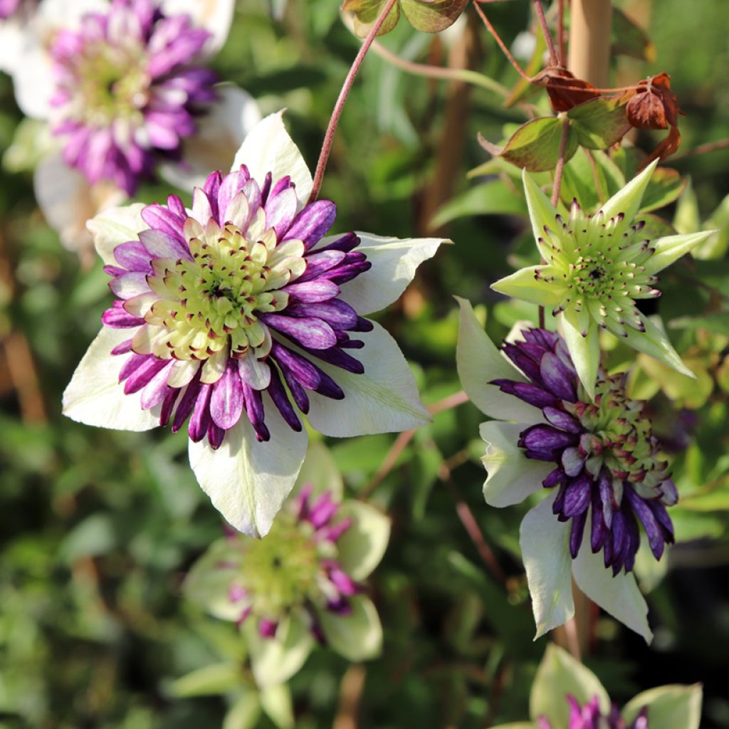 Clematis Viennetta - Bosrank
