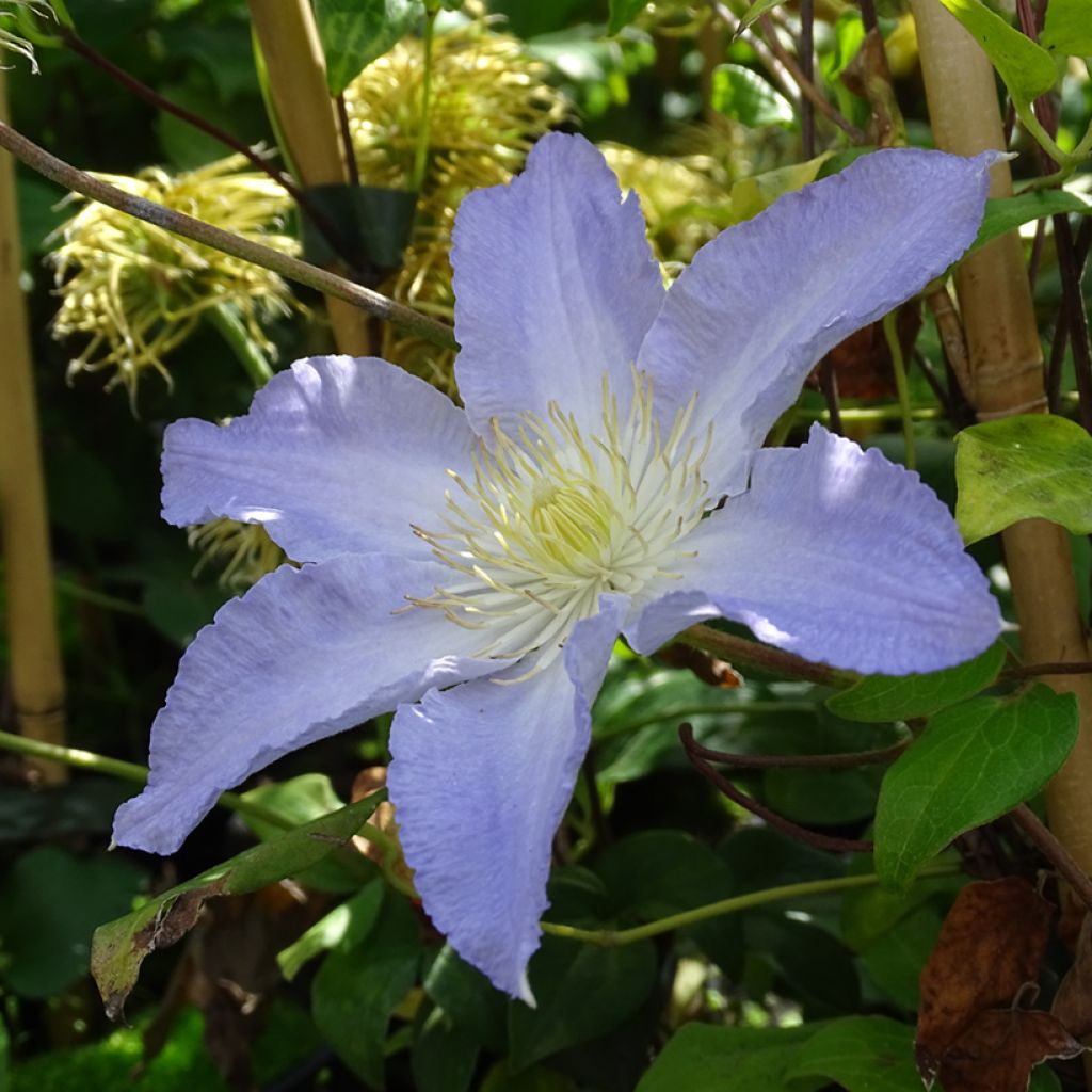 Clematis patens Spotlight - Bosrank