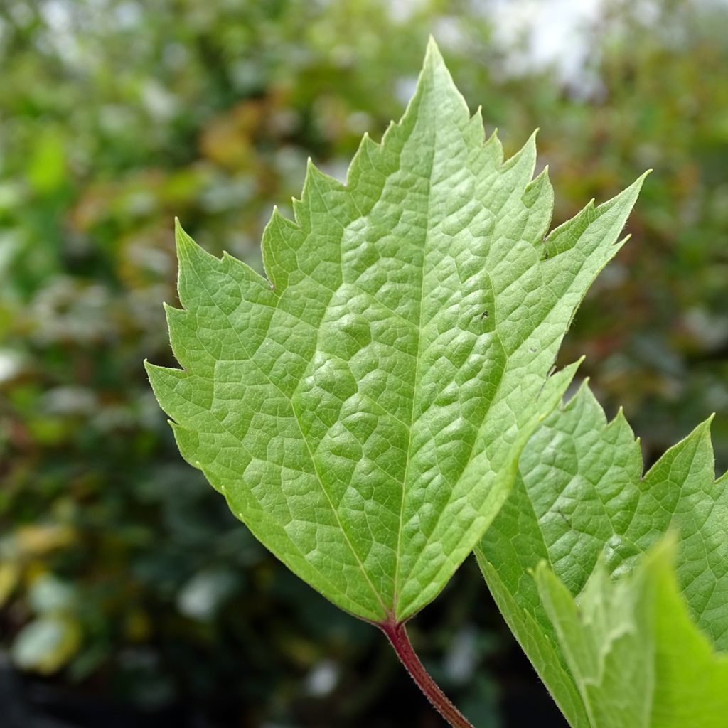 Clematis stans - Struikclematis