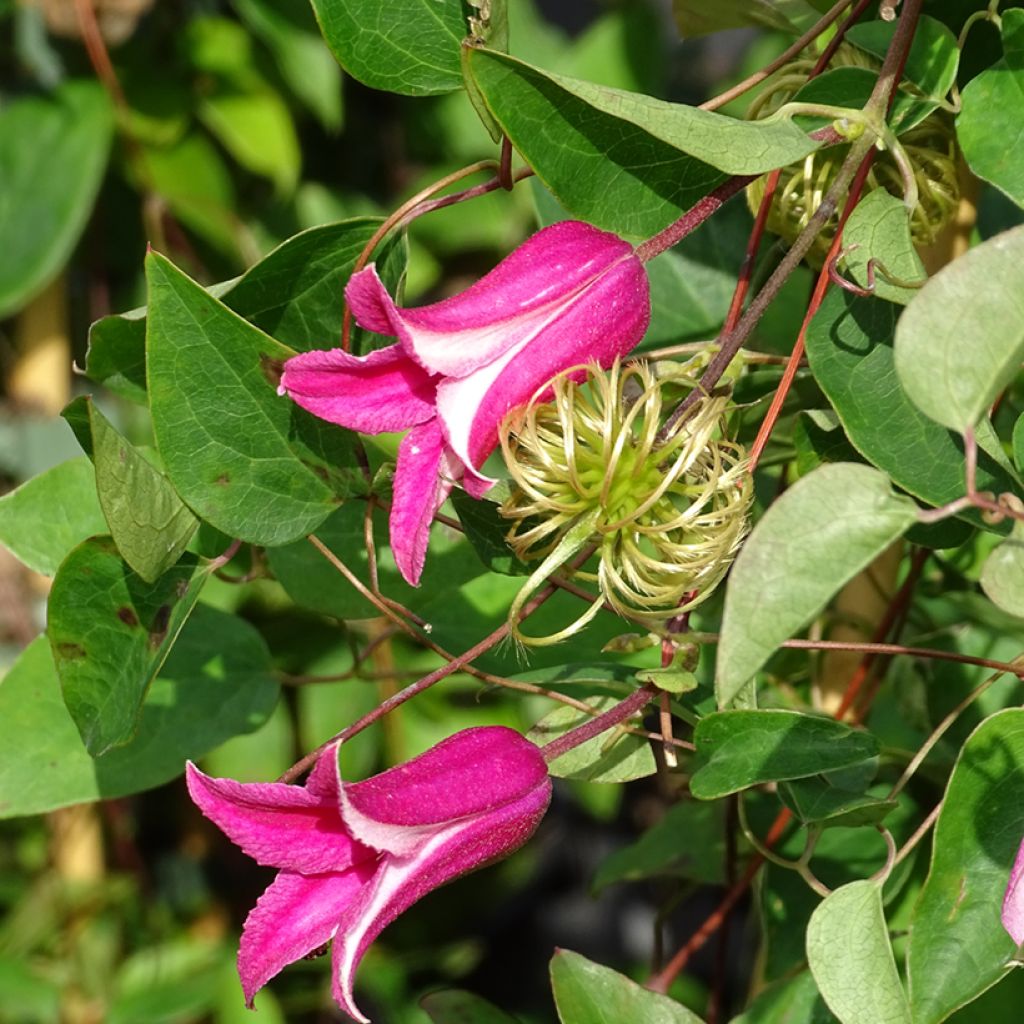 Clematis texensis Princess Diana - Bosrank