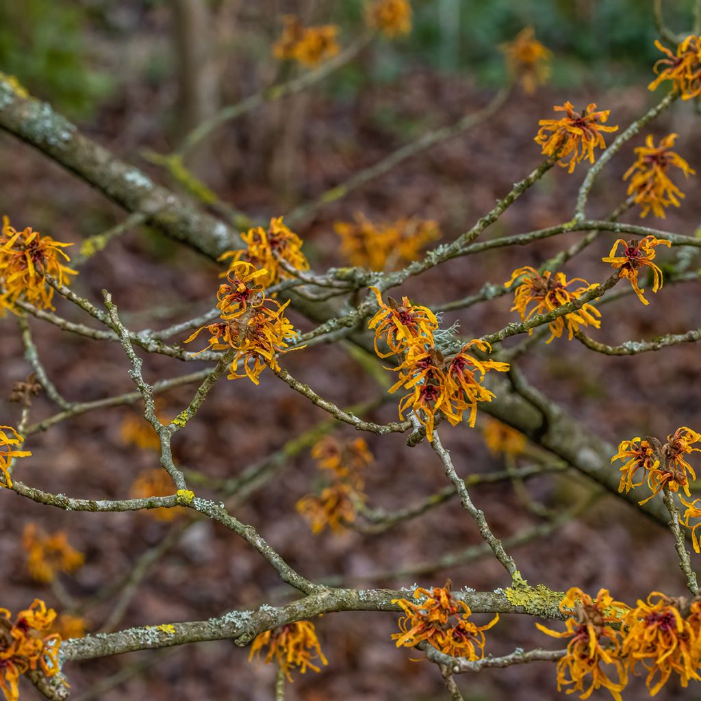 Clematis tibetana Orange Peel - Gouden bosrank