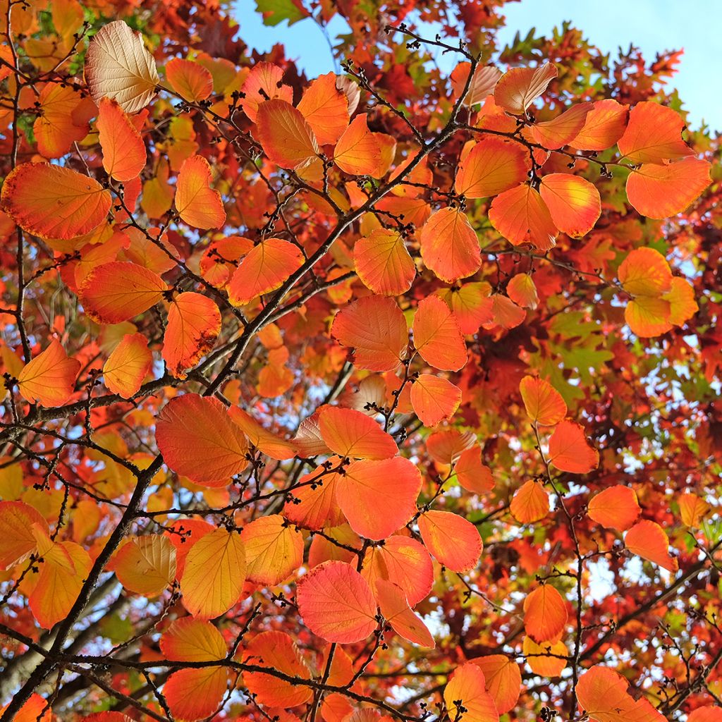 Clematis tibetana Orange Peel - Gouden bosrank