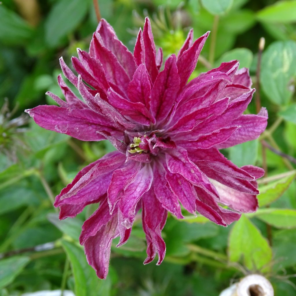 Clematis viticella Rosalyn - Italiaanse clematis