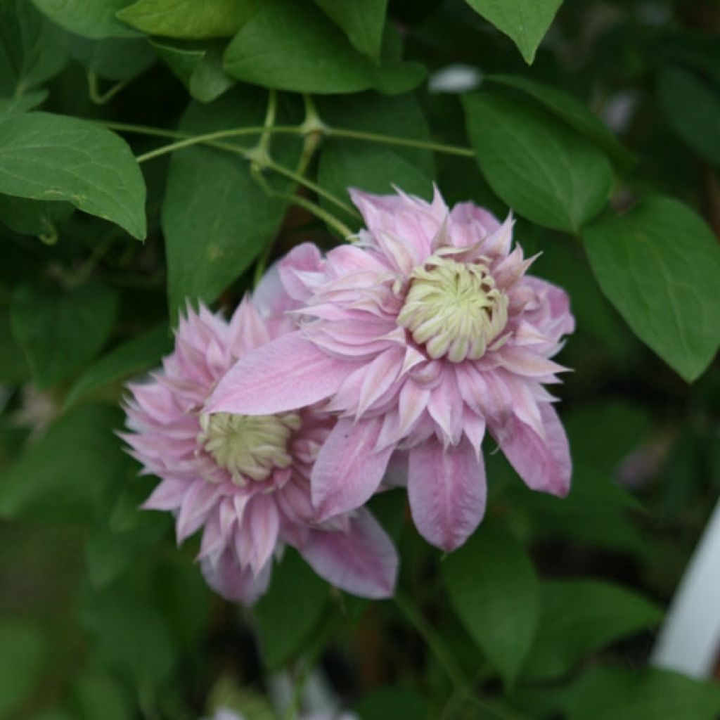 Clematis patens Joséphine EviJohill - - Bosrank
