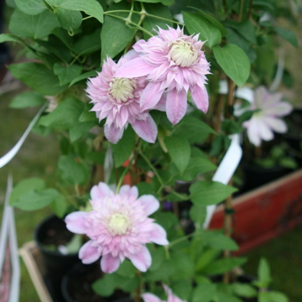 Clematis patens Joséphine EviJohill - - Bosrank