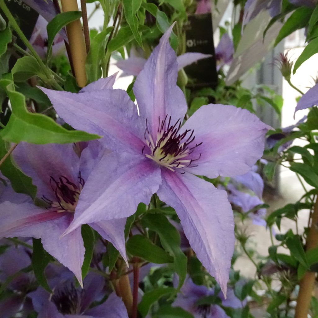 Clematis Proud Mary - Grootbloemige clematis