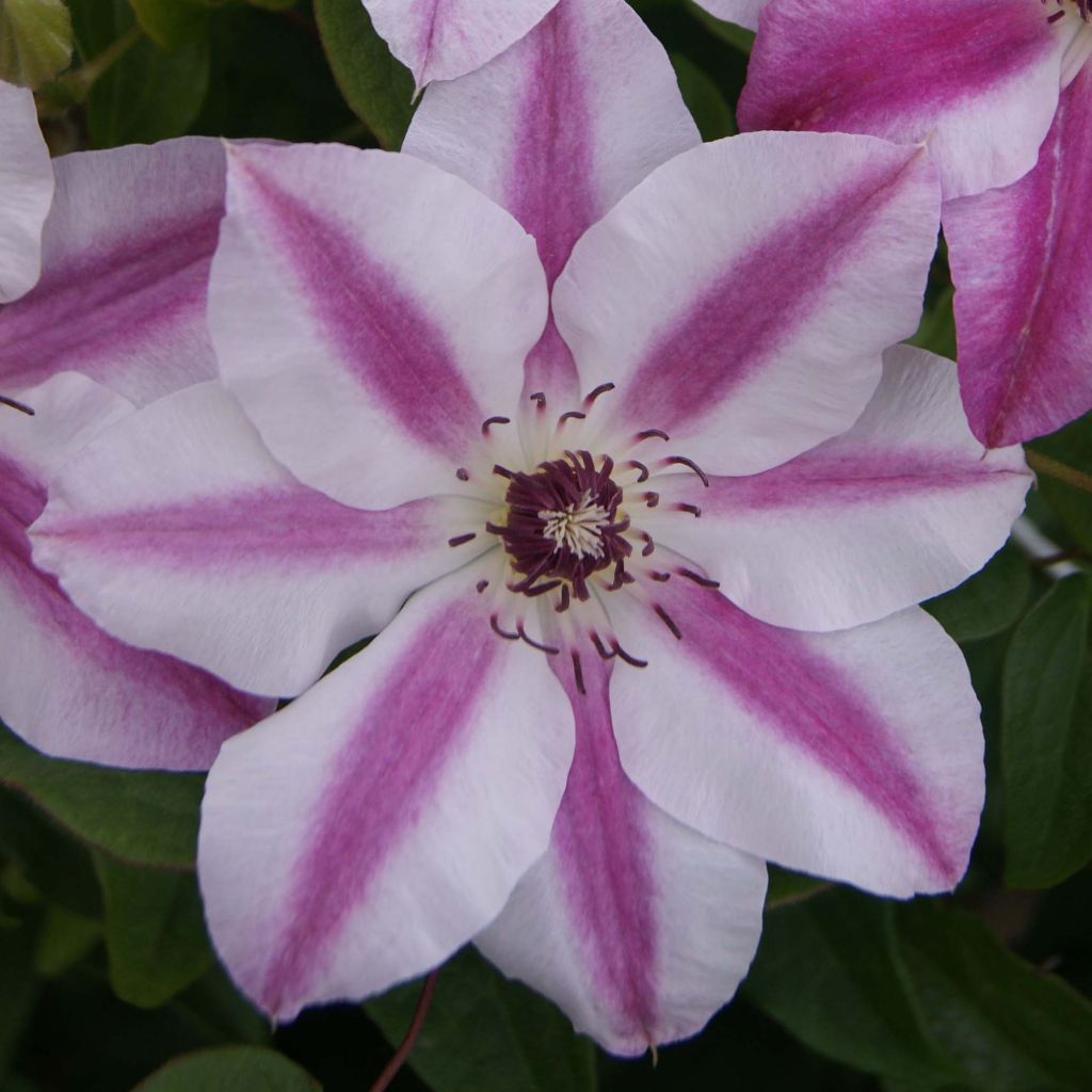 Clematis patens Souvenir du Capitaine Thuilleaux - Bosrank
