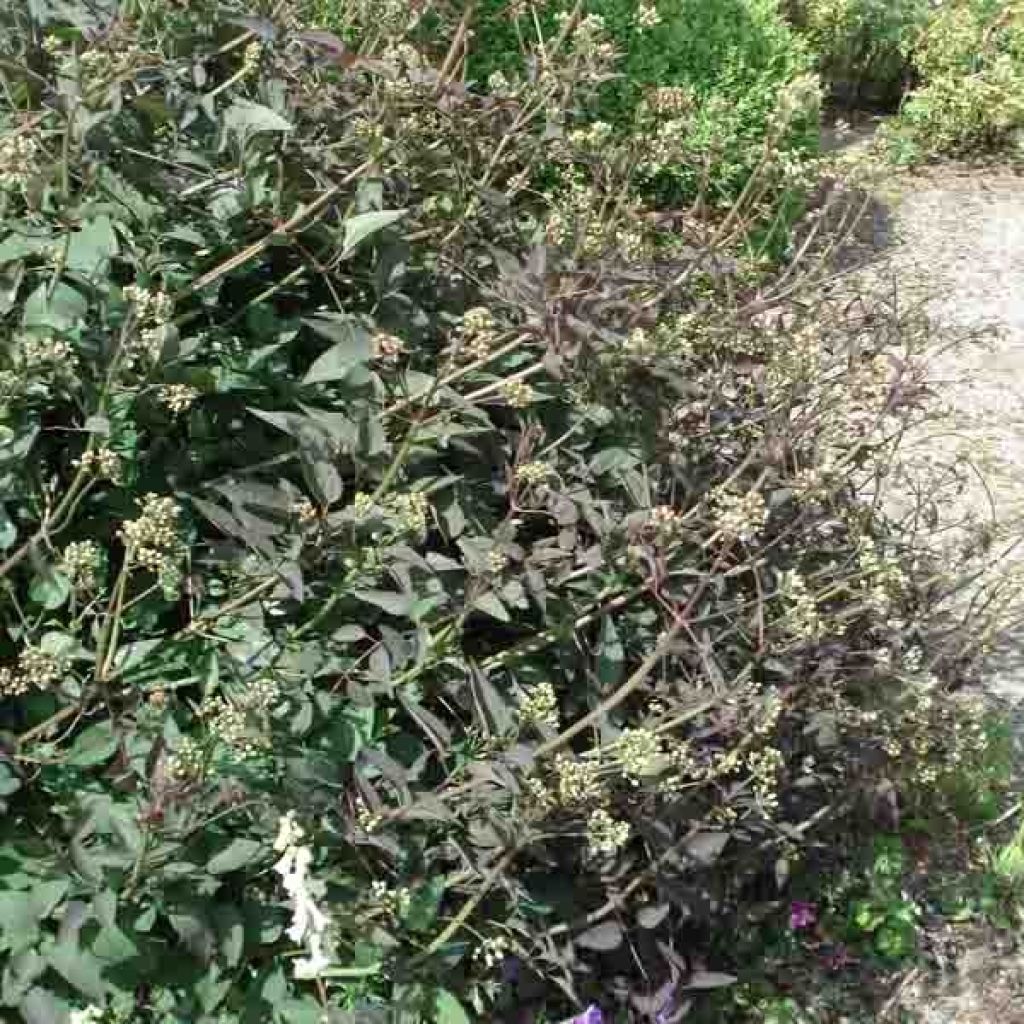 Clematis recta Purpurea - Stijve clematis