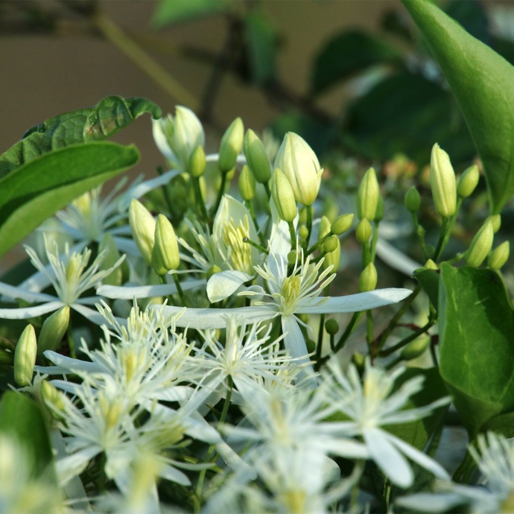 Clématite Southern Cross