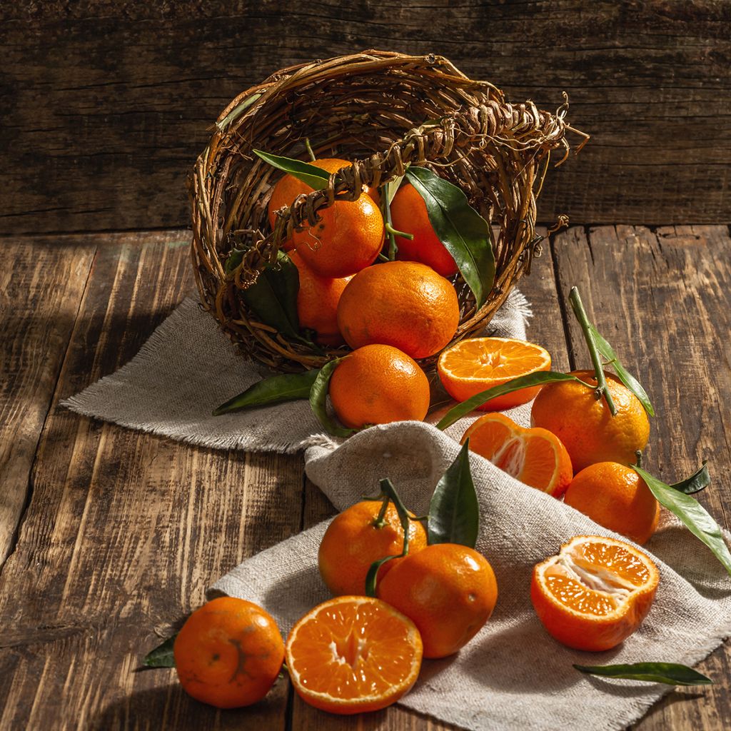 Clementine - Citrus clementina