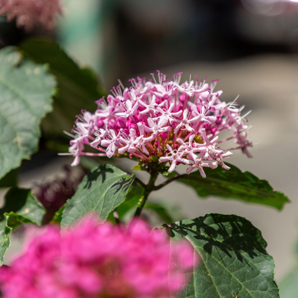 Clerodendrum bungei - Pindakaasstruik