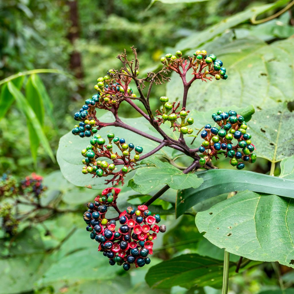 Clerodendrum bungei - Pindakaasstruik