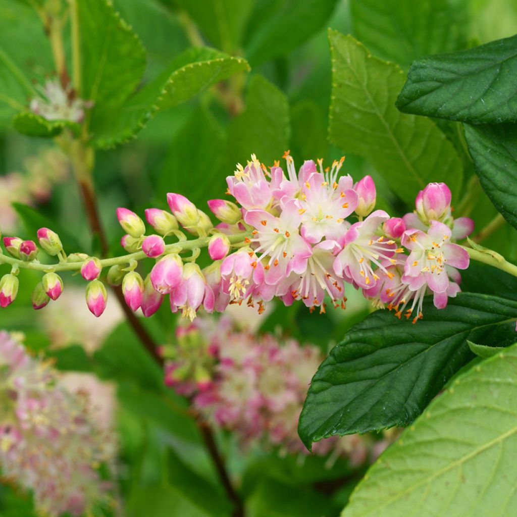 Clethra alnifolia Pink Spire - Schijnels