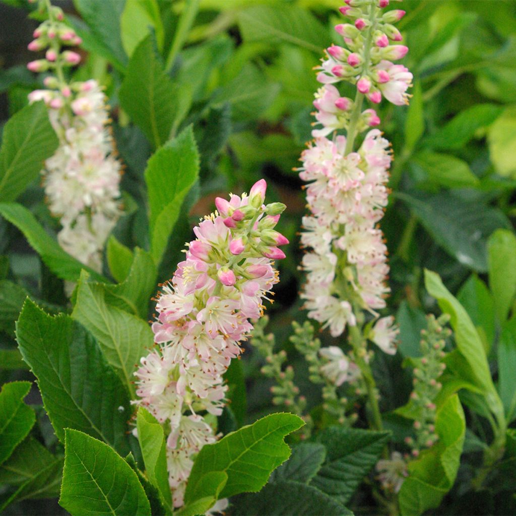 Clethra alnifolia Rosea - Schijnels