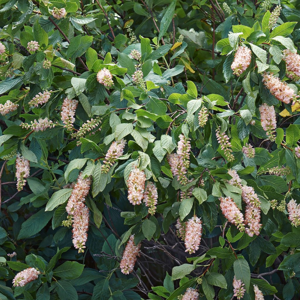 Clethra alnifolia - Schijnels