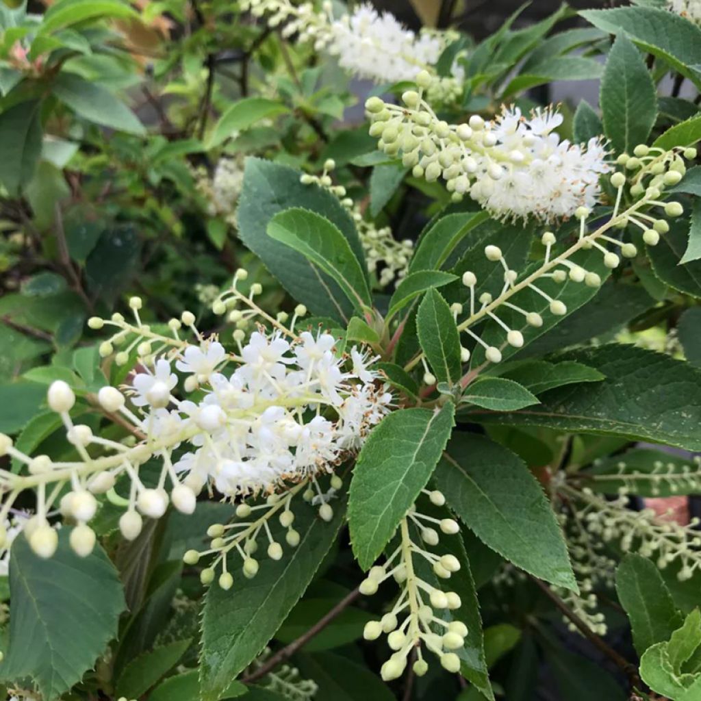 Clethra fargesii - Schijnels